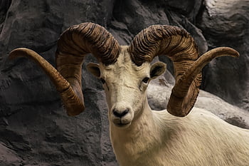 bighorn Sheep, wild Sheep, ram, wildlife, close Up, animal, ovis Canadensis, sheep, horns, mammal, nature