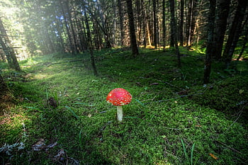 champignon, fly agaric, amanita muscaria, Skov, natur, svamp, paddepallet, toksisk, giftig, mycology, efterår