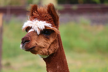 alpaca, brown, white, lama, camel, pair Of Ungulates, nature, animal, peru, furry, fluffy