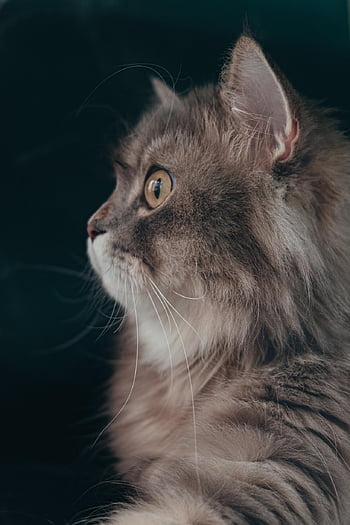 cat, mammal, animal, pet, feline, fluffy, fur, tabby, black, longhair, domestic Cat