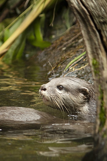 otter, mammal, animal, playful, nature, cute, water, wildlife, zoo