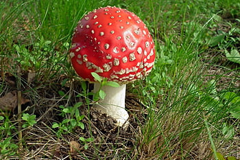 muchomůrka, houba, les, toxický, Červené, podzim, puntíkovaný, Příroda, detailní, jed