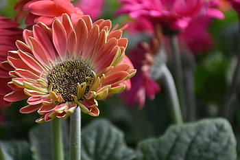 barberton Daisy, flower Wallpaper, flower, plant, gerbera, petals, flower Background, bloom, blossom, flora, garden