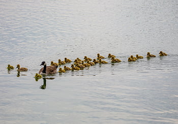 geese And Goslings, geese, goslings, baby Geese, canada Geese, canada Geese Baby, chicks, nature, gosling, animal, poultry