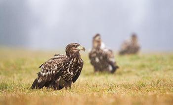 Aquile, uccelli, natura, aquila bianca, selvaggio, la libertà, bagnato, piovoso, tre, predatore, uccello rapace