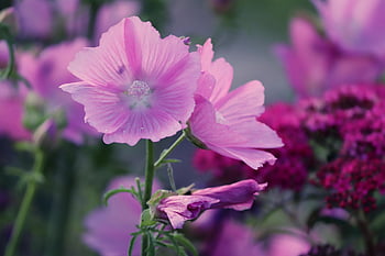 flower, common Peony, hollyhock, alcea Rosea, blossom, bloom, plant, garden, mallow, ornamental Plant, malvaceae