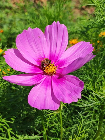 cosmos, cosmea, pink Cosmea, pink Flower, nature, blossom, garden, cosmos Bipinnatus, bloom, pollination, flower