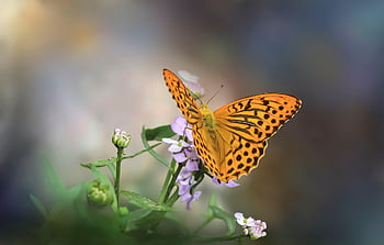 motýl, květ, opylit, opylování, hmyz, okřídlený hmyz, krásné květiny, motýlí křídla, flóra, fauna, květinové tapety