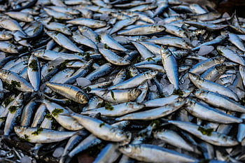 mucchio di pesci, sardine fresche, esposizione del mercato, Alessandria, Egitto, display vibrante, pescare sul ghiaccio, scena di mercato, pesce fresco, sardine sul ghiaccio, mercato del pesce, pescato fresco
