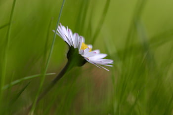 daisy, flower Background, bellis, a Thousand Beautiful, meadow, grass, beautiful Flowers, blossom, bloom, m P, flower Meadow
