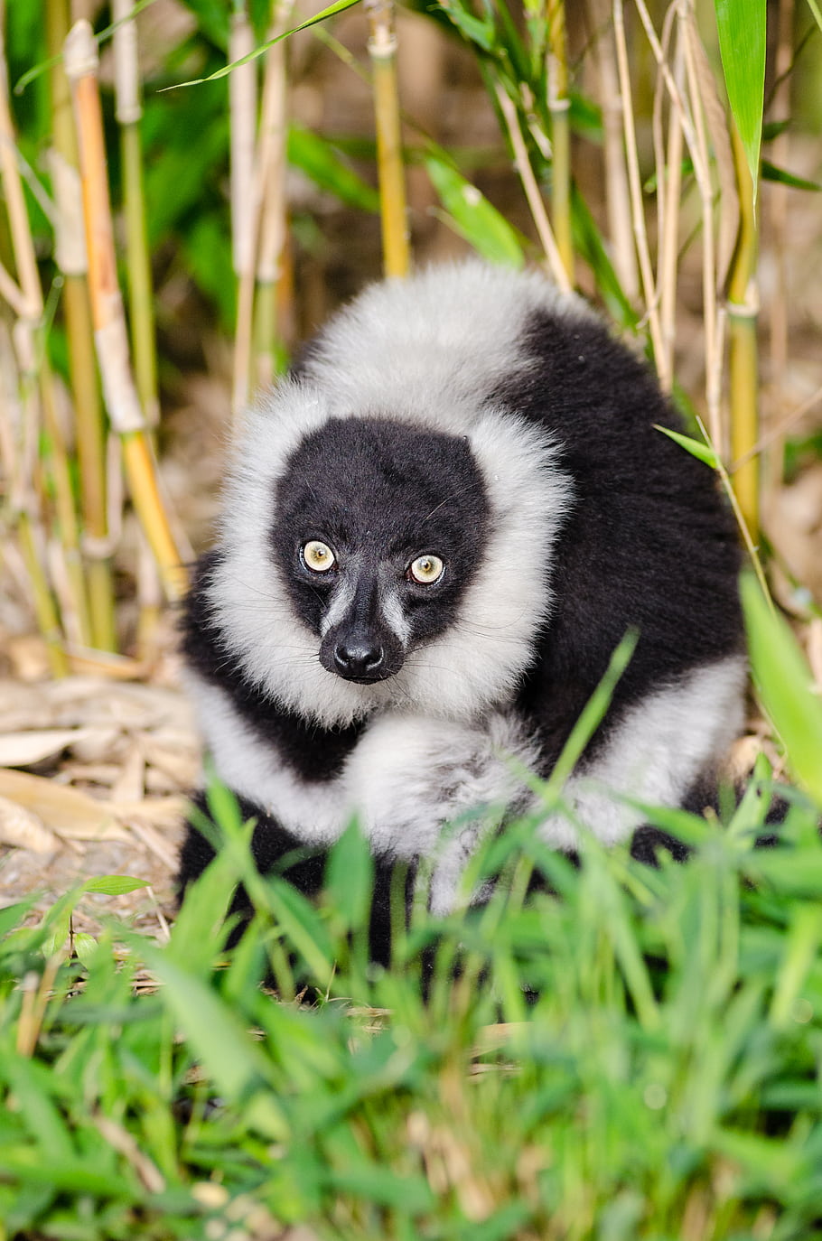 hitam dan putih, lemur kasar, hewan, mata, Madagaskar, jerman, kebun binatang, hijau, putih, hitam, vari