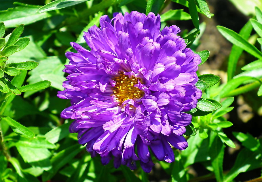 flower, aster, beautiful Flowers, flower Background, bloom, blossom, plant, flora, floriculture, flower Wallpaper, horticulture