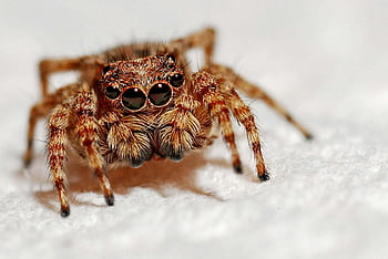 jumping spider, brown and black, selective focus, macro photography, white textile, detailed image, intricate features, spider eyes, spider legs, white background, close-up shot