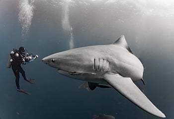 shark, diver, ocean, diving, underwater, sea, animal, wildlife, nature, tiburón, buzo