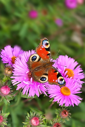 insecto, polinización, pavo real de hadas, mariposas diurnas, antenas, modelo, fragilidad, apiformes, animales, naturaleza, fuera de
