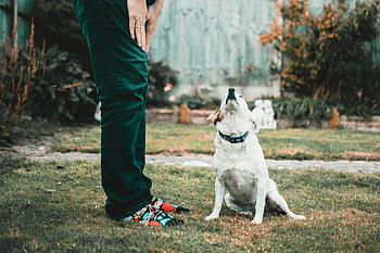 jack russell terrier, kutya, tulajdonos, zöld fű, kerti környezetben, bájos, felnézni, férfi állt, házi kedvenc, szabadtéri, természet