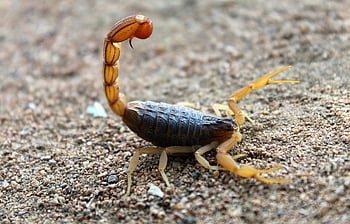 kalajengking, serangga hitam dan coklat, penyepit, membangkitkan stinger, tanah berpasir, habitat alami, tembakan terperinci, arakhnida, fotografi satwa liar, makhluk gurun, hewan berbisa