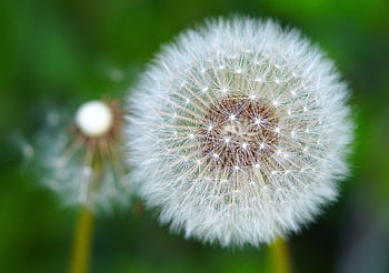 꽃, 민들레, 야생화, 씨앗, 씨앗 머리, 불기둥, 일반적인 민들레, 꽃 피는 식물, 식물, 민들레 무리, 플로라