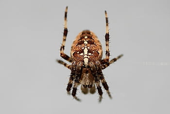 spider, insect, web, macro, animal, close Up, arachnid, wildlife, tarantula, legs, cross