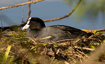 lyska, hnízdo, péče o plod, Příroda, volně žijících živočichů, voda, pták, jezero, dumat, vodní pták, schwimmvogel