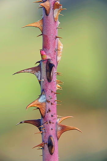 thorns, prickly, stem, plant, flora, nature, closeup