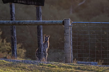 Kanguru kelabu timur, kanguru, berkantung, macropus giganteus, mamalia, macropod, margasatwa, hewan, herbivora, fauna, fotografi satwa liar