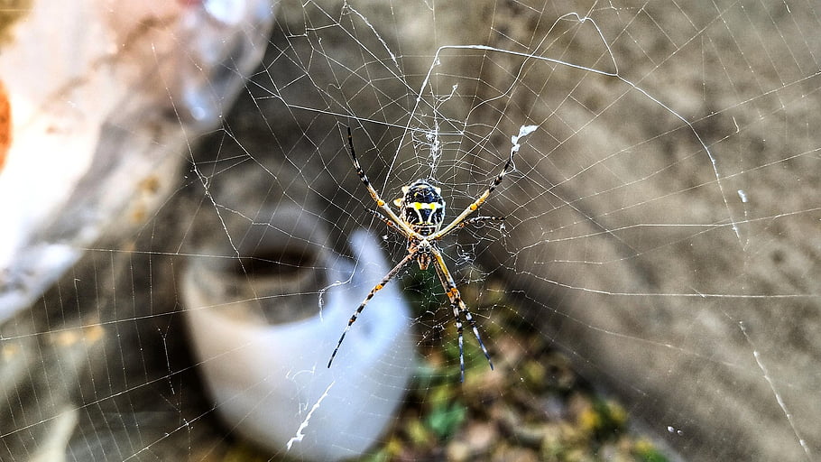pavouk, hmyz, pavoukovec, web, členovců, zvíře, Příroda