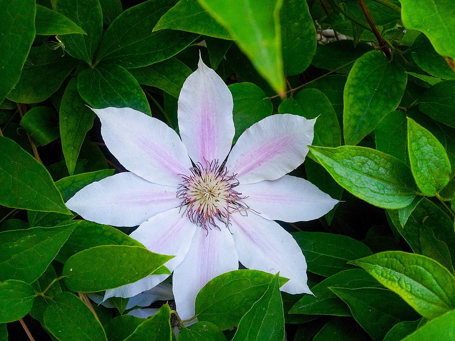 fiore, natura, bosco, Příroda, květ, okvětní lístky, milovat, zahrada, letní, rostlina