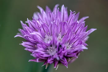 chives, the Grass Leeks, rushes, chive Flower, allium Schoenoprasum, bud, aromatic Herbs, purple, herbs, vitamins, food