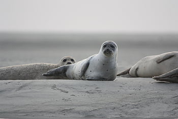 seals Veaux Marins, seals, savage, nature, sea, mammal, animal, fauna, harbor Seal, wildlife, earth Day