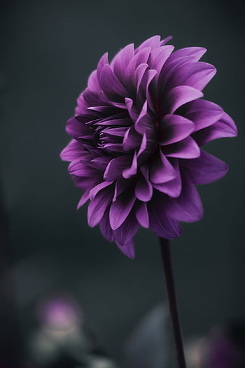 dahlia, purple Dahlia, purple Flower, nature, garden, macro, flower, wald, braun, makro, purple