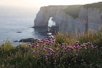 flowers, grass, beautiful Flowers, coast, cliff, beach, flower Wallpaper, flower Background, sea, sea Arch, waves