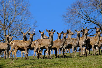 deer, wildlife, park, herd, group