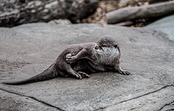 otter, stone, mammal, wildlife, animal, nature, water, playful, zoo, mamal, summer