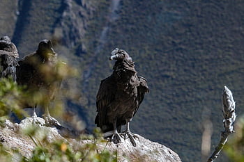 condor, uccello, animale, natura, uccello maschio, arroccato, roccia, ande, canyon del colca, Perù