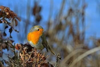 robin, fugl, afdeling, sidder, Robin Robin, dyr, dyreliv, lille fugl, sangfugl, nuttet, natur