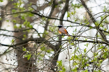 pták, redstart, společný redstart, stromy, Příroda, phoenicurus phoenicurus, pravý rehek zahradní