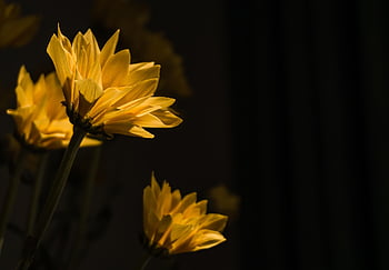 daisy, blomst baggrund, smukke blomster, blomster, plante, gerbera, kronblade, flor, blomst tapet, natur, mørk