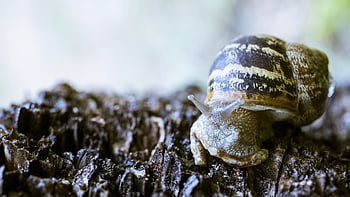 snail, mollusc, shell, small, lilliputian, gastropod, invertebrates, biology, spiral, slowly, slide