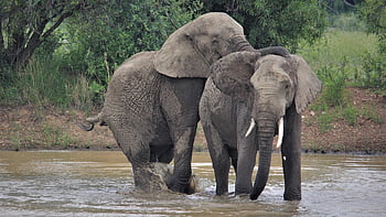 elefanti africani, approccio, zanne, insieme, rituale d'accoppiamento, corteggiamento, tronchi, avorio, in via di estinzione, Pilanesberg, Sud Africa