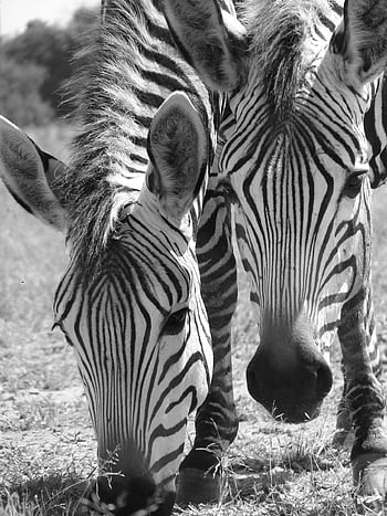 harmtanns, zebras, strip, black-and-white, africa, wildlife, nature, safari, striped, mammals, animals