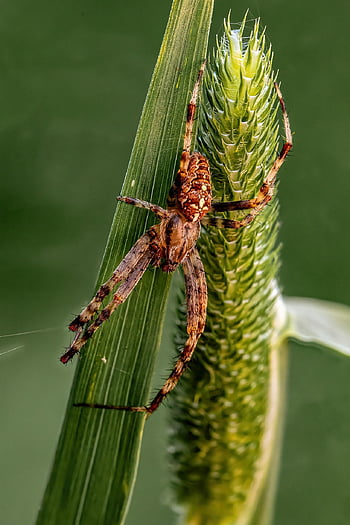 spider, arachnid, spider Web, cobweb, web, orb, weaver, insect, bug, arachnophobia, nature