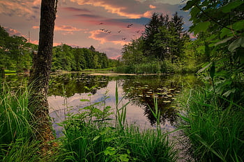 jezero, rybník, voda, Příroda, vod, ptáků, krajina, břeh řeky, les, předvečer, soumrak