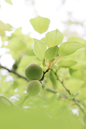 green Apricot, fruits, branch, apricot, unripe, leaves, organic, plant, tree, nature, closeup