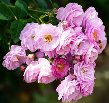 rose Flower, bunch, bouquet, rose, floral, flower Wallpaper, flowers, wedding, roses, romantic, flower Background