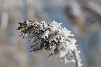 winter, ice Crystals, grasses, frost, cold, hoarfrost, nature, winter Magic, wintry, frosty, icy