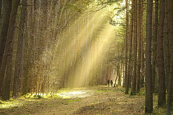 foresta, alberi, luce del sole, il sentiero, la strada nella foresta, traccia, natura, paesaggio, camminare nei boschi, strada forestale, sentiero d'escursionismo
