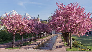 cherry Blossom, spring, sakura, ornamental Plant, cherry Trees, cherry Blossoms, avenue, park, garden, watzmann, berchtesgaden