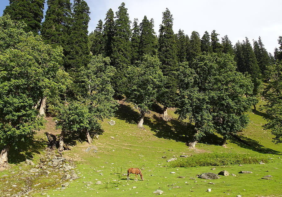 horse, valley, animal, sonamarg, forest, kashmir, india
