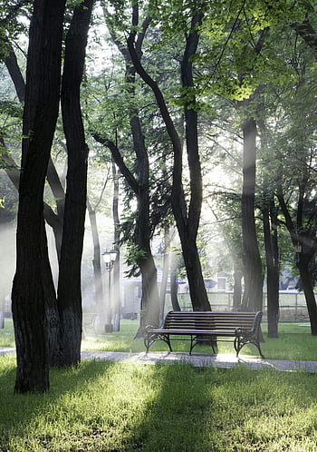 bench under trees, sunlight streaming, serene park, empty bench, trees, park atmosphere, sunlight, nature, outdoor, peaceful, greenery